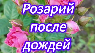 розы после ливней Первое цветение Вивьен Вествуд и Крон Принцесс Маргарет 080624г [upl. by Atiek]