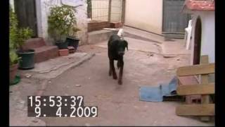 ataque violento de doberman [upl. by Hintze]