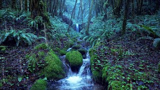 Relaxing Rain Noise  Forest Stream 🌧️ Water Sounds for Sleeping [upl. by Dieterich]