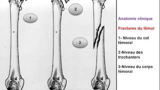 ANATOMIE MI Ostéologie Membre pelvien [upl. by Akiam593]