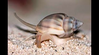 Nassarius Snail Care Species Spotlight [upl. by Ahaelam945]