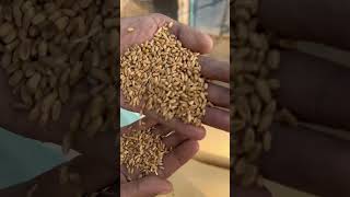 Red wheat super wheat wheat vs rice best quality wheat flour supportme attachaki [upl. by Aeneus167]