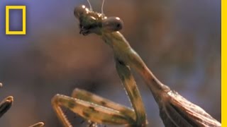 Praying Mantis vs Grasshopper  National Geographic [upl. by Naida]