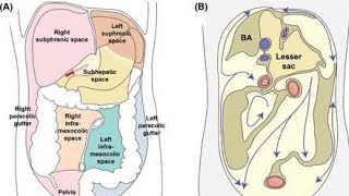 Peritoneal cavity recesses Anatomy  Subhepatic space and Pouch of douglas [upl. by Reuven]