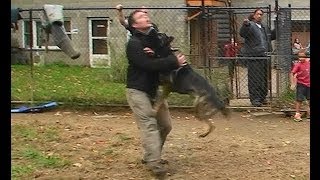 Attack Trained Dutch Shepherd and German Shepherd K91com [upl. by Lynelle]