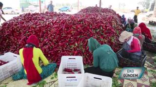 KAPYA TARIM  ADANA KAPYA BİBER HASADI [upl. by Perla295]