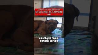 Esse cachorro foi abandonado e teve o coração partido cachorro históriaanimal pets dog [upl. by Nie]