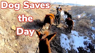 Gopro Mule Herding Cows in Rough Country [upl. by Kreegar]