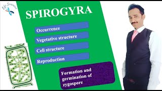 Formation and germination of zygospore in Spirogyra [upl. by Anaehr]