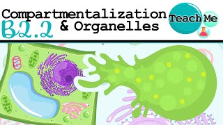 B22  Organelles amp Compartmentalisation  IB Biology SLHL [upl. by Richella98]