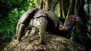 This Crab Cant Swim But Has To Lay Its Eggs In The Sea  Natures Biggest Beasts  BBC Earth [upl. by Akiram]