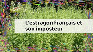 L’estragon français et son imposteur [upl. by Enelime]