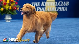 National Dog Show 2019 Best in Show Full Judging  NBC Sports [upl. by Irving]