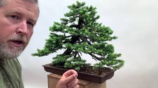 Bonsaify  Spring Spruce Care Pinching [upl. by Farand]