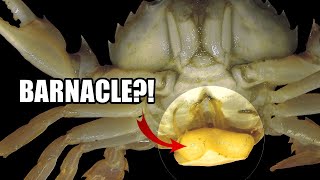 Parasitic Barnacle Facts the BARNACLE Youve NEVER HEARD OF 🤮 [upl. by Nnaira]