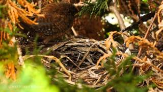 Eurasian Wren Troglodytes troglodytes Adult feeding nestlings 5 [upl. by Aillimac]