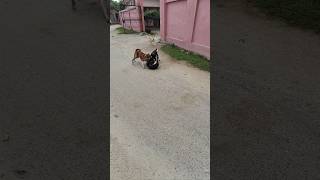 Intense dog fight 1 vs 2 🔥🔥shorts Dogfight streetdog [upl. by Longerich]