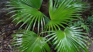 Growing livistona chinensis from seed [upl. by Hsenid158]