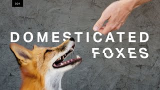 We met the world’s first domesticated foxes [upl. by Yemorej]