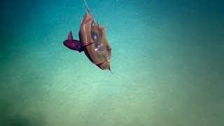 Vampire Squid  Nautilus Live [upl. by Lorena]