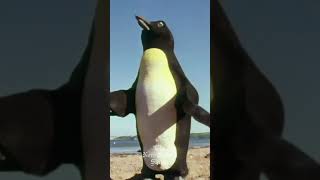 Giant Electric Penguin  Scott of the Sahara Monty Pythons Flying Circus montypython flyingcircus [upl. by Kylila]