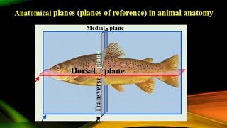 Anatomical planes planes of references used in animal anatomy [upl. by Ahseia]