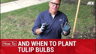 How and When to Plant Tulip Bulbs  Ace Hardware [upl. by Barnie]