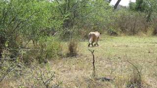 Lion vs Brave Baboon FightWest Serengeti Safari [upl. by Ttesil995]