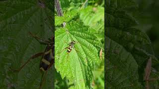 A Wasp Beetle  a stunning example of Batesian mimicry [upl. by Roderic694]