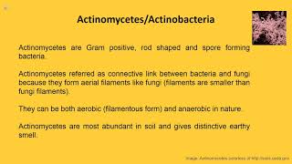 Overview Actinomycetes [upl. by Drawyeh]