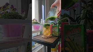 How To Make Matcha Sugarcane Juice [upl. by Oniotna]