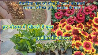 गैलार्डिया फूल का पौधा बीज से कैसे उगायेHow to grow gaillardia flower plant from seed with update [upl. by Burrow]