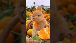 The little rabbit is surrounded by oranges Cute pet debut plan Rabbit Pastoral cute pet [upl. by Ylicic]