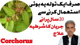 Bahophali K fayde Benefits Of Corchorus Jute Boti بہوپھلی  Ka Istemal Urdu amp Hindi [upl. by Leeanne822]