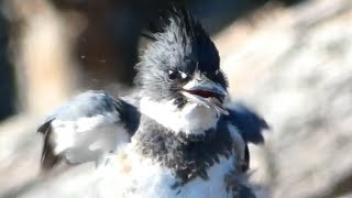 Belted kingfisher call  sound eating fish [upl. by Lucita610]