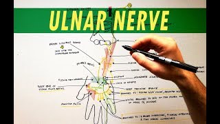 Ulnar Nerve  Anatomy Tutorial [upl. by Ahtreb]