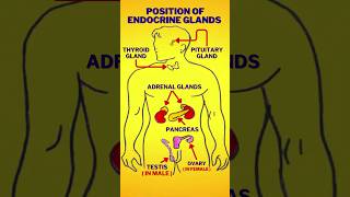 Endocrine Glands in the Human Body humanbody endocrine endocrinesystem [upl. by Greenstein]