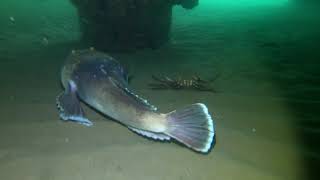 Stargazer fish buries itself [upl. by Aznaed]