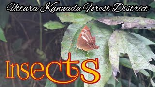 Insects Videos Beetle Butterfly UTTARA KANNADA FOREST DISTRICT [upl. by Melentha]