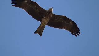 Black kite  Milvus migrans soaring [upl. by Doug]