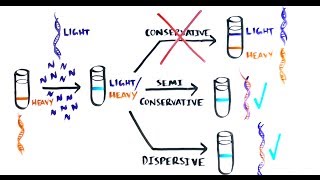 THE MOST BEAUTIFUL EXPERIMENT IN BIOLOGY Meselson amp Stahl The SemiConservative Replication of DNA [upl. by Chadd]