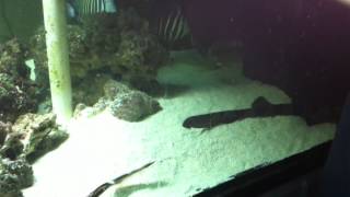 bamboo sharks feeding [upl. by Welbie]