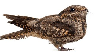 Nightjar bird  liibaan garabey  ugubi [upl. by Legnaros]