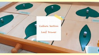 MontessoriCulture Section Leaf Drawer [upl. by Siul]