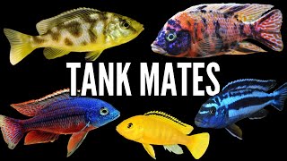 Top 5 Tank Mates for African Cichlids [upl. by Stulin]