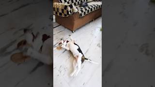 Beagle puppy reaction to the rose 🌹 tied in his collar band shortsfeed doglover ytshorts funny [upl. by Swec632]