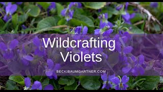 Wildcrafting Violets Viola odorata [upl. by Thalassa]