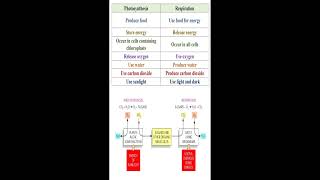 Different between Photosynthesis and Respiration geneticteacher [upl. by Bouton778]