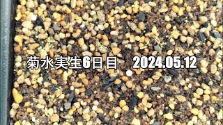 菊水実生6日目 2024 05 12 [upl. by Wald91]