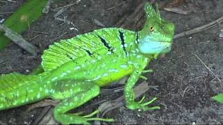 COSTA RICA basilisk lizards and money tree flower sdvideo [upl. by Oinotna42]